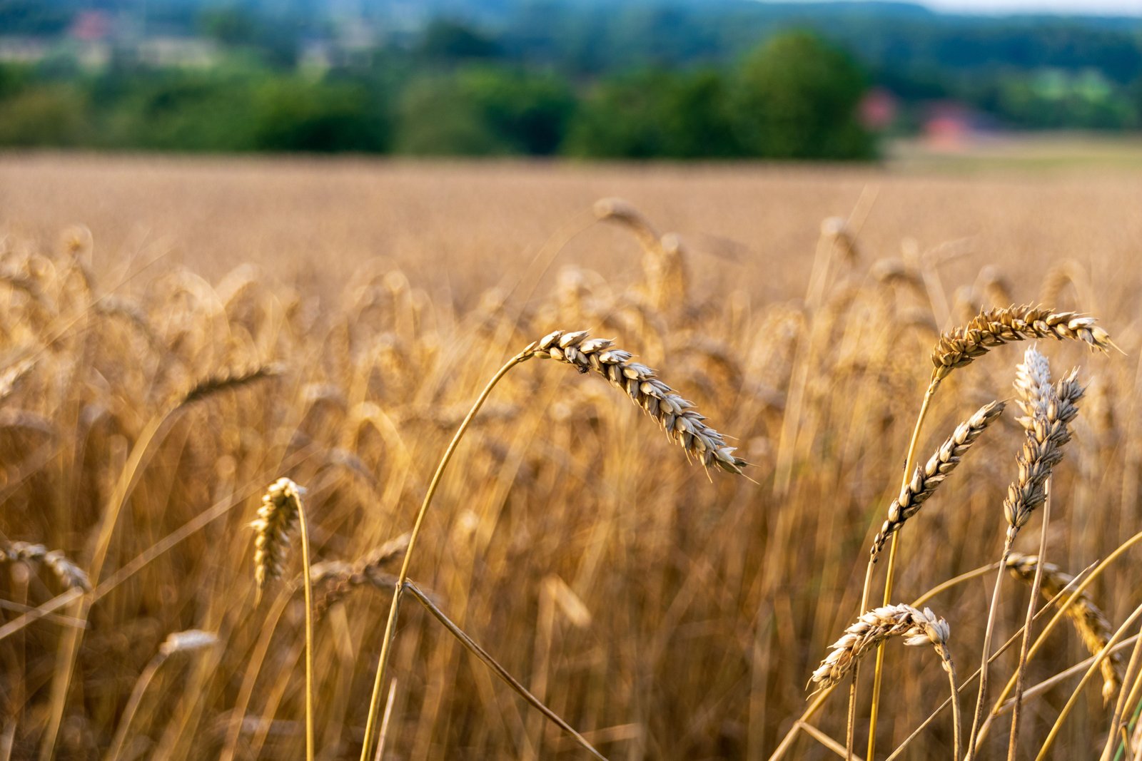 Espigas de trigo maduras en primer plano, campo con arboledas de fondo